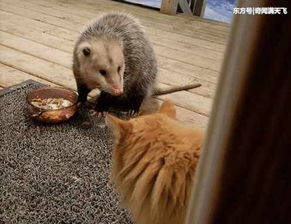 被宠物鼠抢午饭后,猫的表情亮了,主人亏你还有脸求救