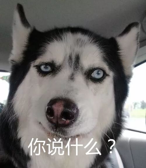 柴犬不红,天理难容