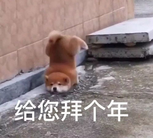 今年新兴迎春花街被挤爆便宜好看的花都被抢疯了...