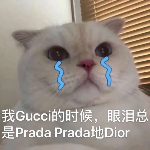 在最热猫咪表情包大合集速收