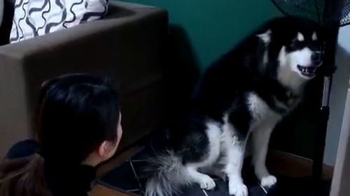 因为狗狗在外面犯错,所以媳妇到家后骂了它一顿,看它委屈的表情居然还哭了