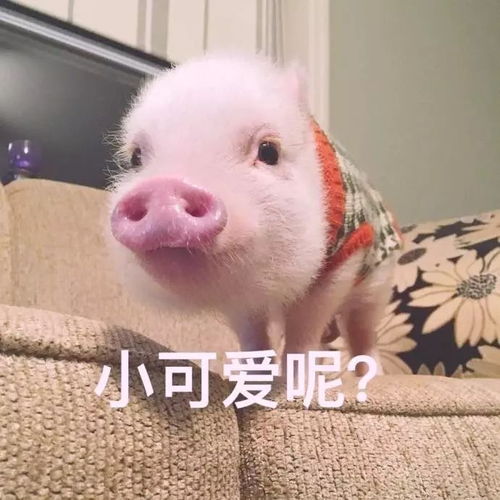 今天少吃一块肉,明日维秘你走秀