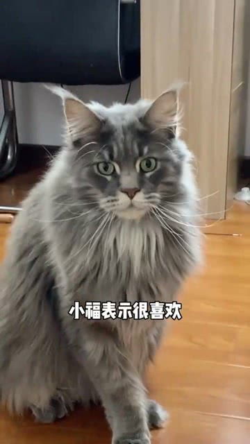 我家猫又来撒猫粮了最后的表情是你吗