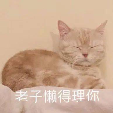 橘猫沙梨表情包