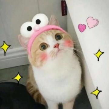 可爱猫咪头像高清萌萌哒2020微信萌宠头像猫咪呆萌