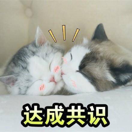 一组猫咪斗图表情包一起吸猫