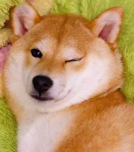 接吻是什么感觉表情包柴犬