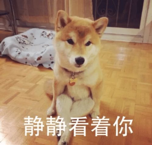 你相信吗每一只狗砸都曾是天使