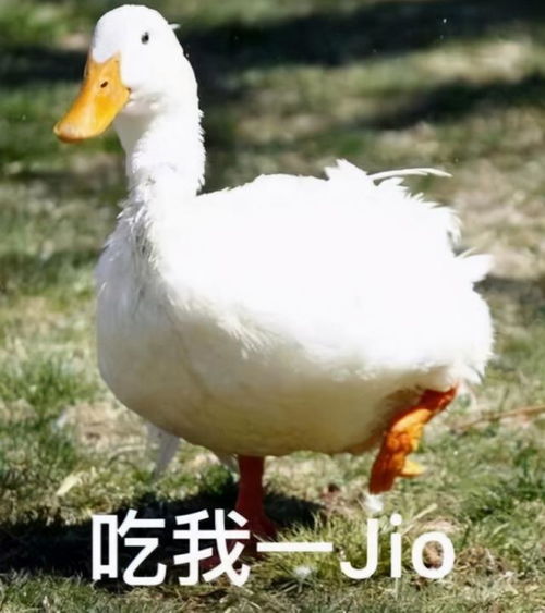 10个动物界幽默冷笑话一只蚂蚁把大象绊倒了,真是太逗了