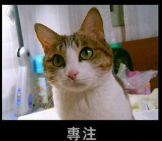 009mtime时光网