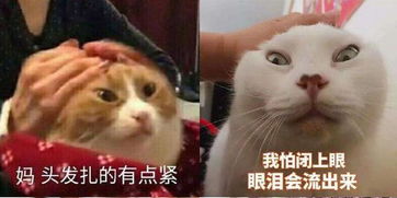 陈都灵晒表情包回应红毯造型惹议绑太紧头皮疼