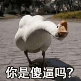 比心鸭子高清无水印图片分享