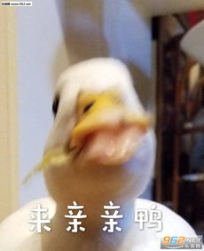 鸭子表情包图片大全来快活鸭喜欢你鸭别难过鸭表情包下载乐游网游戏下载