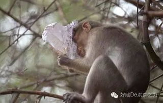 耍流氓不努力,怎么会成功