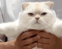 最新猫咪日常蠢图,哈哈哈笑傻了