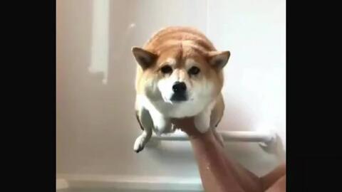 一只因为表情包火起来的狗子