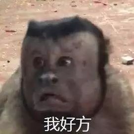 罕见萍乡这个景区首次拍到野生猴群,猜猜它们在干嘛...