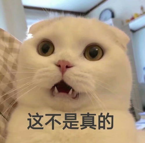 肥宅猫表情小可爱正在向你奔来日常聊天撒娇表情包