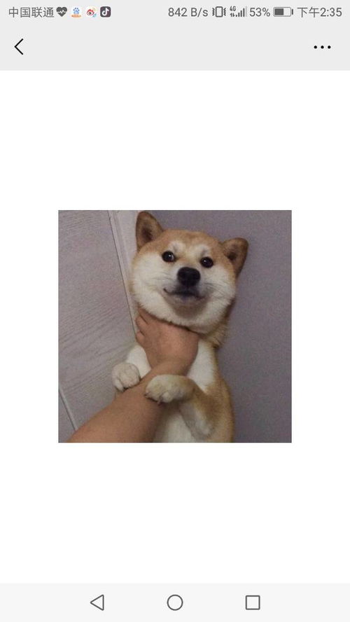 这个表情包什么意思急求谢谢