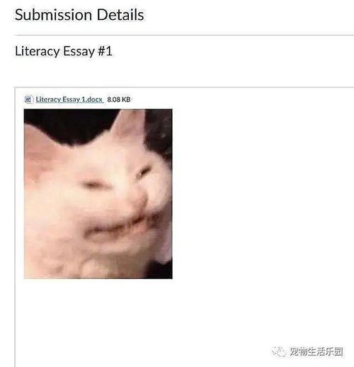 不小心将自家猫的表情包发给教授,本以为完蛋了,剧情却出现转折