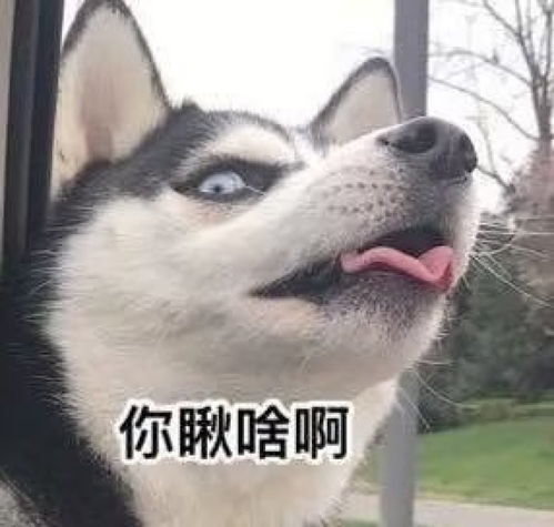处事公平公正,却容易招黑的星座
