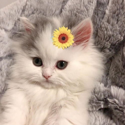 猫咪背景图萌翻了