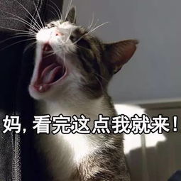 自从养了猫,从此再也不愁没表情包了