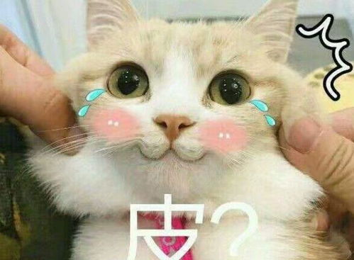 养猫咪可能并不是那么幸福,想养猫的最好进来看看,决定好再养