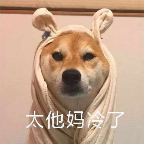 柴犬冬季打工人表情包合集不想起床,不想上班