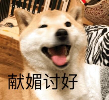 超喜欢做表情包柴犬,你在看什么呢,靓仔
