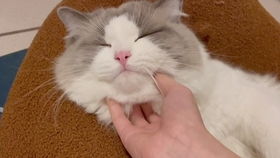 带布偶猫和暹罗猫去打针三个月小奶猫打疫苗啦新手铲屎官的艰难内驱虫