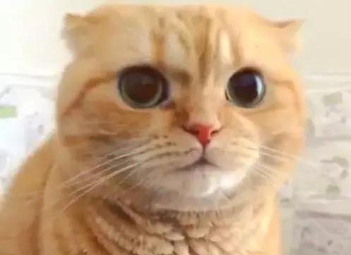主人偷拍橘猫拉粑粑,感觉它的每根胡子都在用力,小表情太逗了