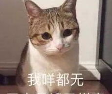 我要领养一只品种猫,免费的那种不要土猫