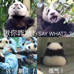 招募大熊猫保护清明小长假,来把滚滚做成表情包吧