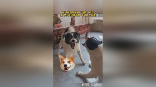 两只狗狗吵架被小黄劝开主人小黄经常劝架平时比它们狠