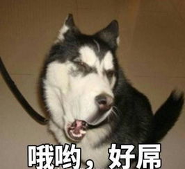 张大大力压何炅成新晋救场王没有这些背后的故事哪来他的今天