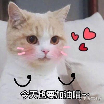 有没有哪些适合当头像的表情包