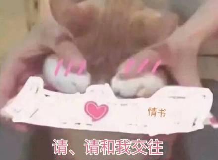 撩汉表情包我心爱的狗东西在吗