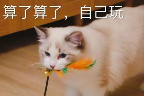 布偶猫过于黏人是怎样的体验