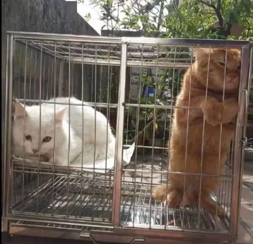 他们笑我太疯癫,我笑他们撞不穿搞笑囧图