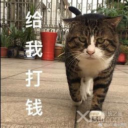 猫表情带字阿肥喵咪表情包下载高清无水印版免费下载xp系统之家
