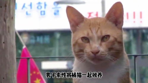 橘猫把黄狗当亲妈,一日三餐讨奶水,主人气的竟给乳头喷药水
