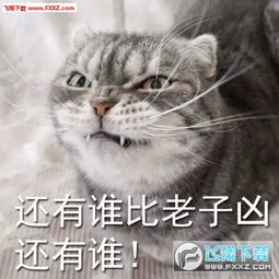 猫咪表情包高清图