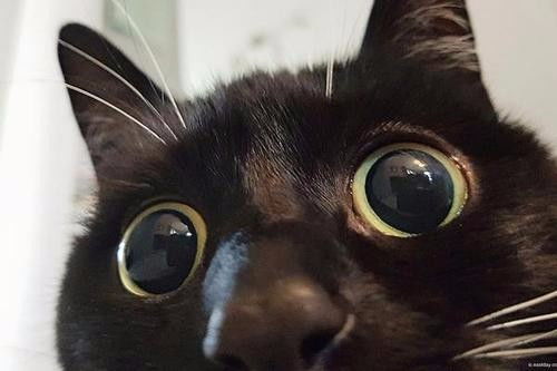 黑猫真的可以通灵吗