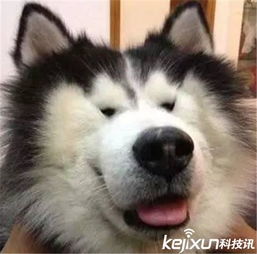 泰迪电动小马达附身哈奇士才是狗界段正淳
