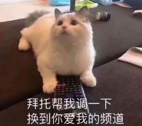 鸡飞狗跳的中国式陪写作业,岳云鹏你们辅导孩子也崩溃吗