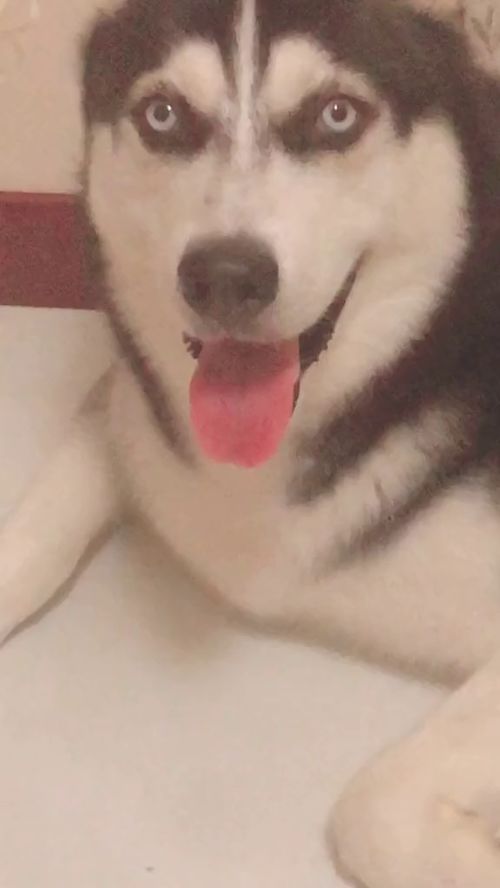 移动的表情包,也不知道在想什么