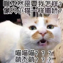 每日吸灰色小泰迪