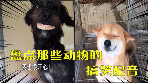 盘点那些动物的搞笑配音,一个比一个搞笑,毫无违和感