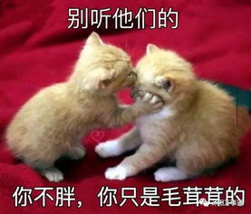 喜味缘大酒店沭阳的烤兔专家